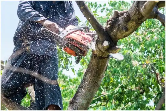 tree services Bethlehem